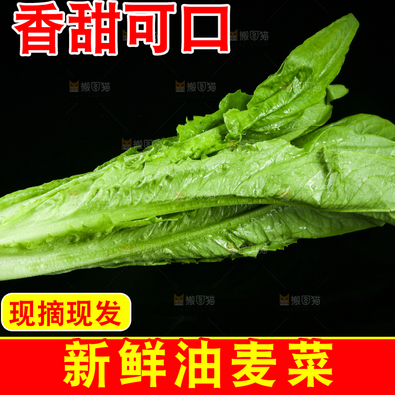 黑底上摆放着油麦菜