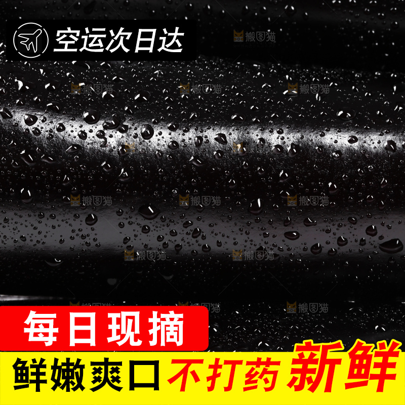 白底上的紫茄子