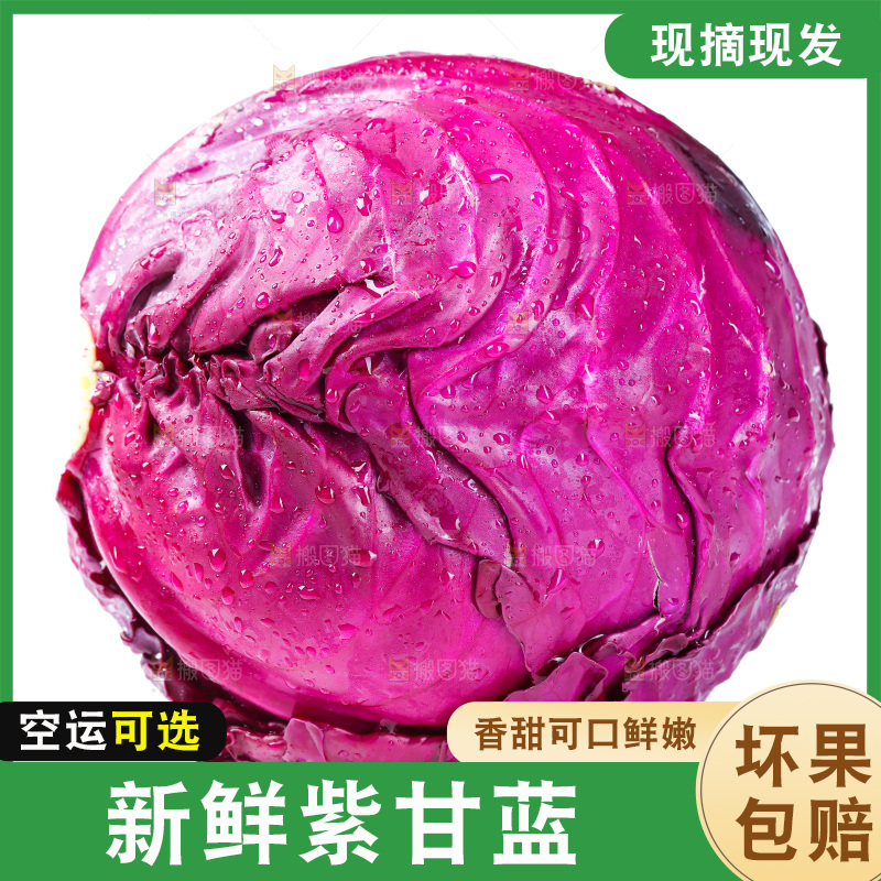 白底上的紫甘蓝