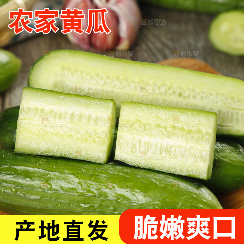 新鲜的山东水果黄瓜放在木板上