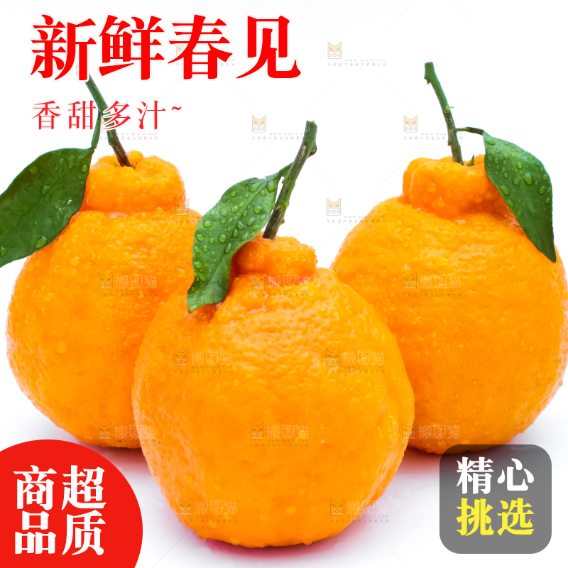 白底上的新鲜耙耙柑