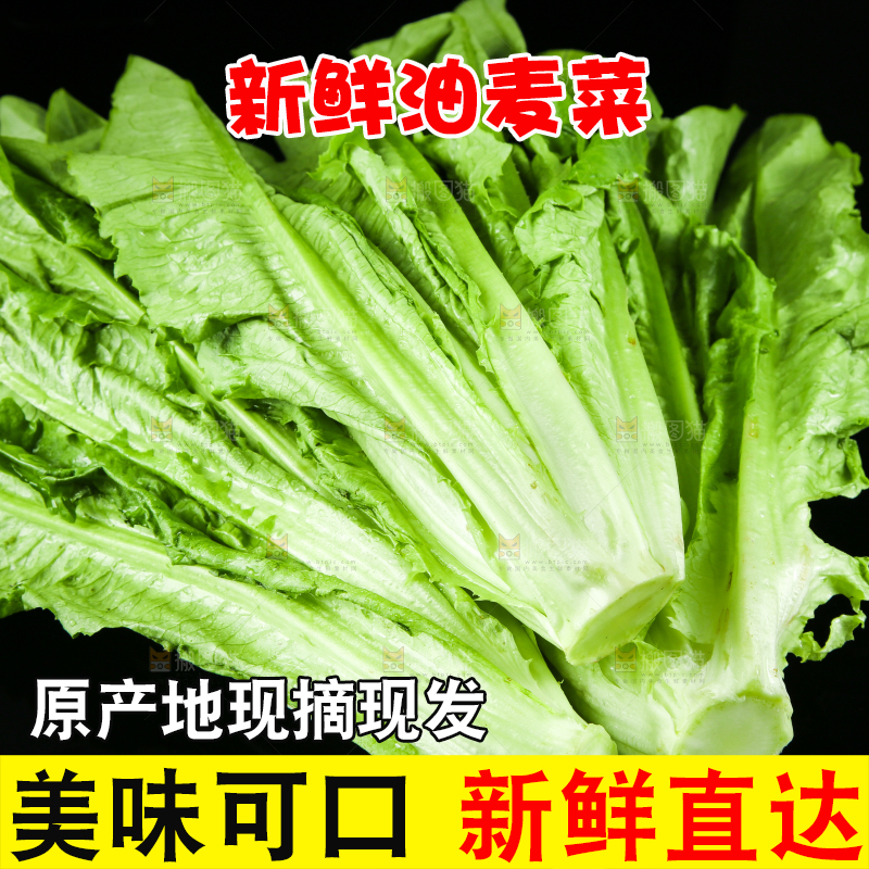 黑底上摆放着油麦菜