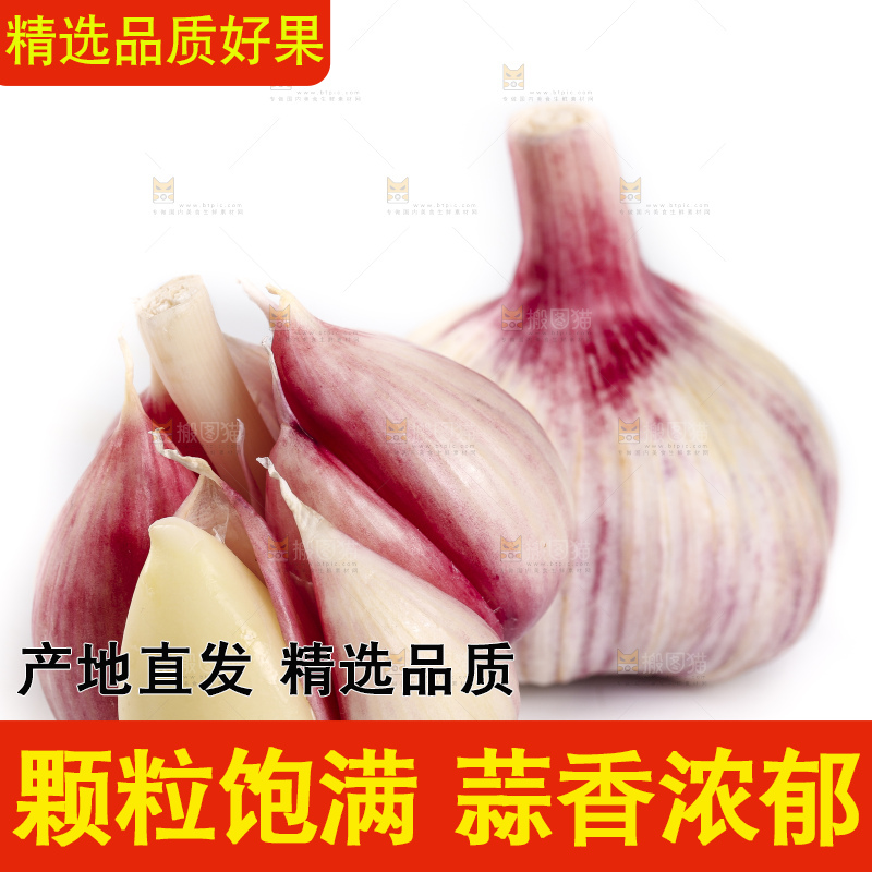 白底上放着新鲜紫皮大蒜头