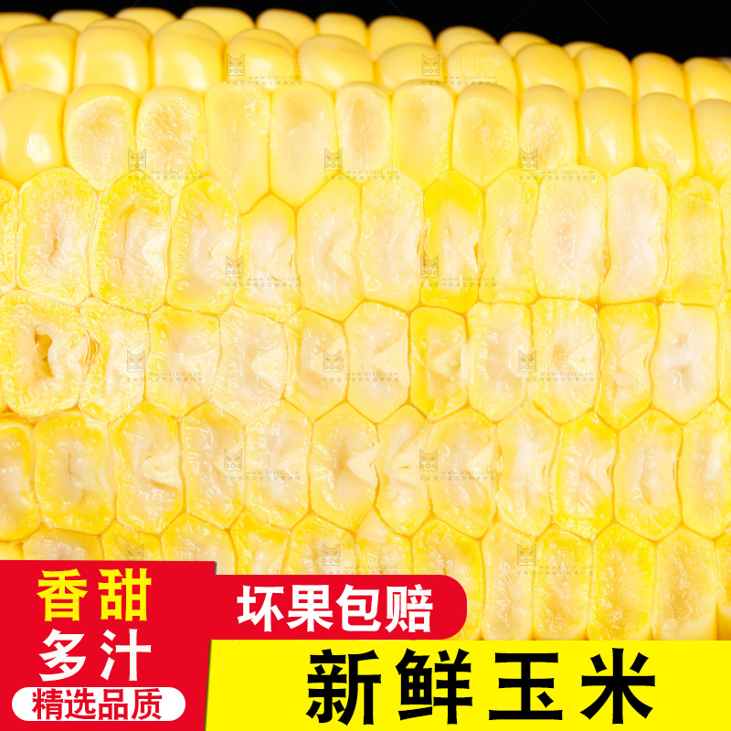 黑底上的玉米棒