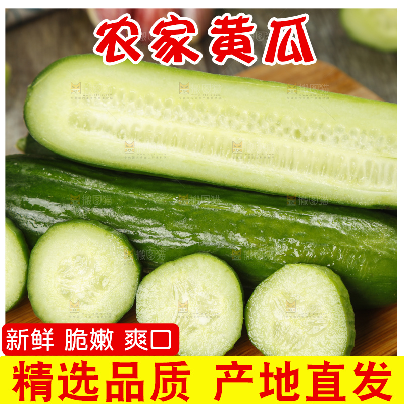 新鲜的山东水果黄瓜放在木板上