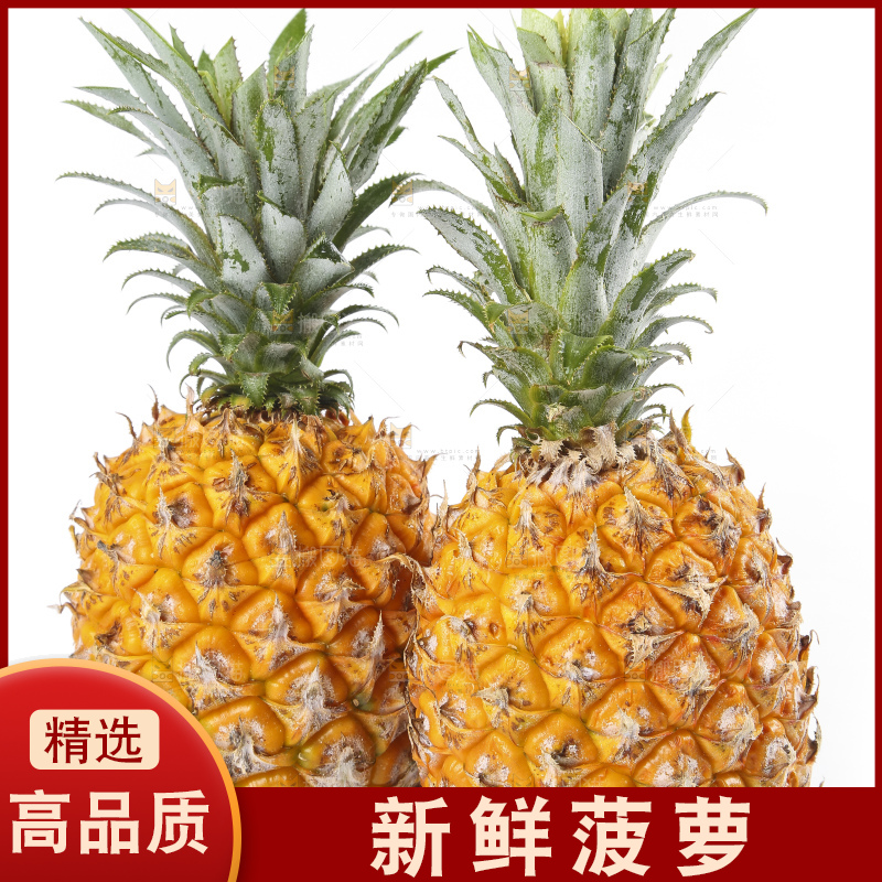 白底上的徐闻菠萝