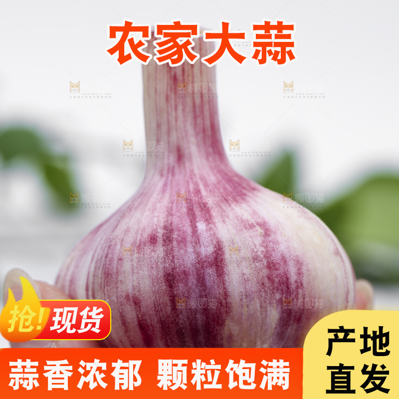 手拿新鲜紫皮大蒜头