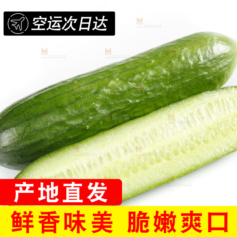 新鲜的山东小青瓜放在白底上