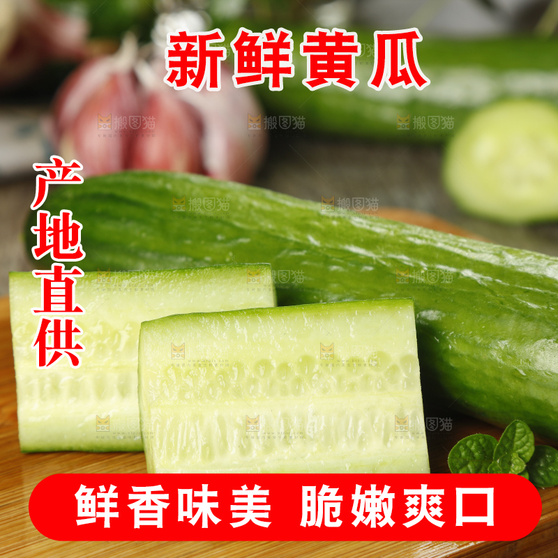 新鲜的山东水果黄瓜放在木板上