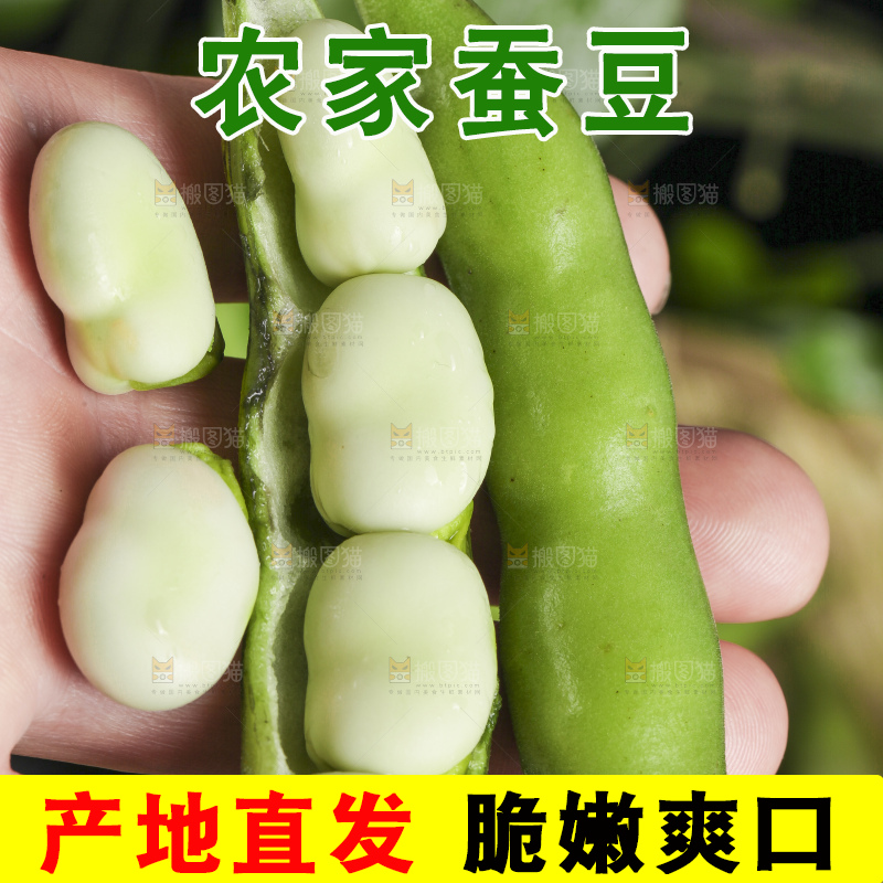 手拿新鲜胡豆
