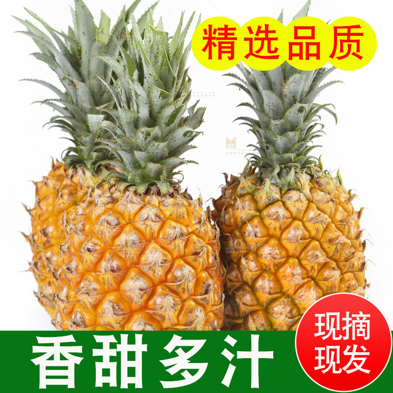 白底上的徐闻菠萝