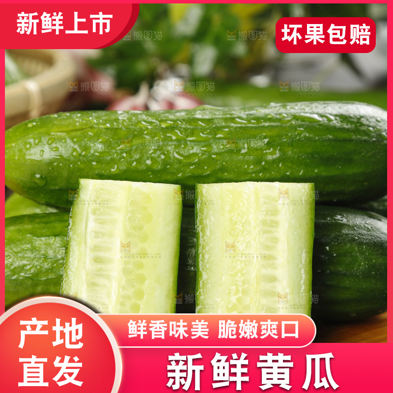 新鲜的山东水果黄瓜放在木板上