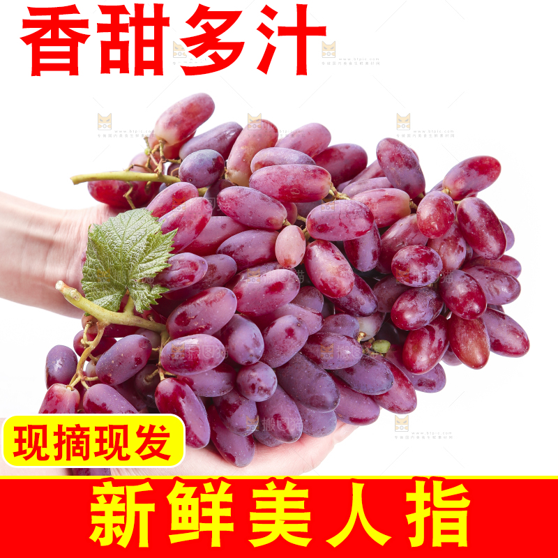 双手里捧着美人指葡萄