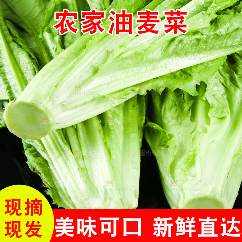 黑底上摆放着油麦菜