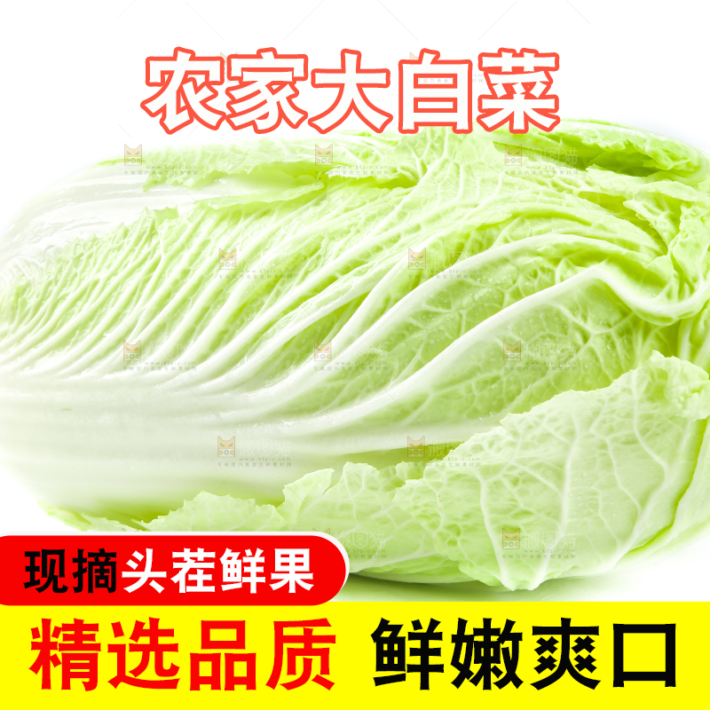 白底上的新鲜大白菜