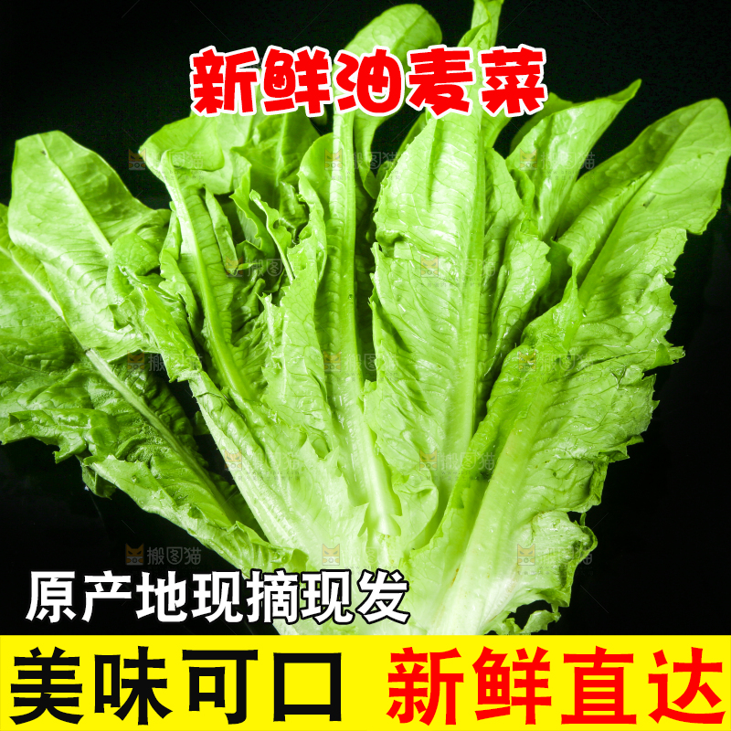 黑底上摆放着油麦菜