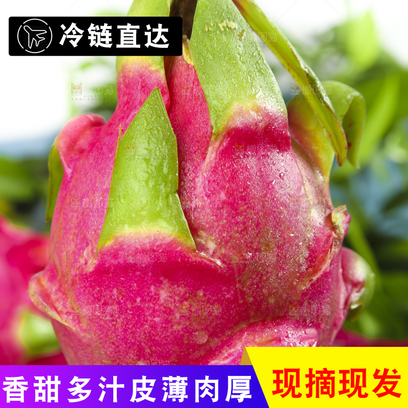 手拿新鲜火龙果