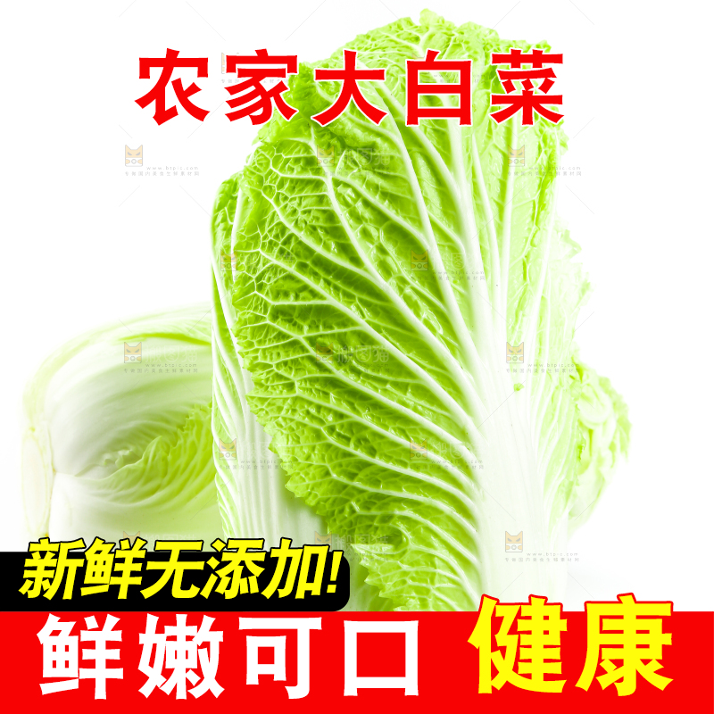 白底上的新鲜大白菜