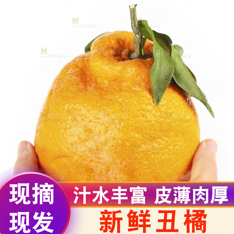 手拿新鲜丑橘