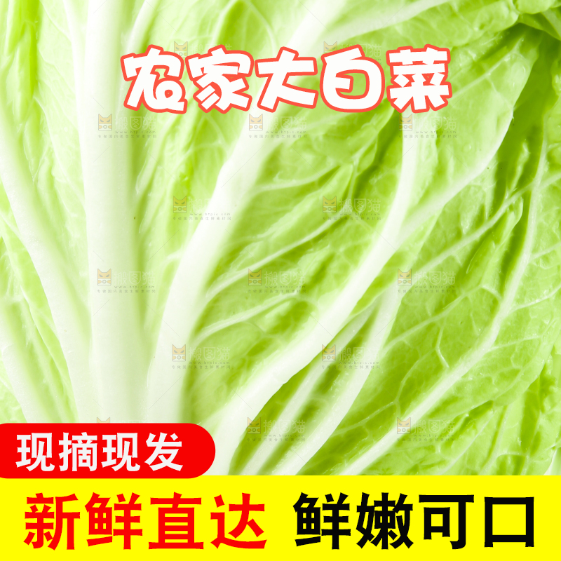 一片大白菜叶子
