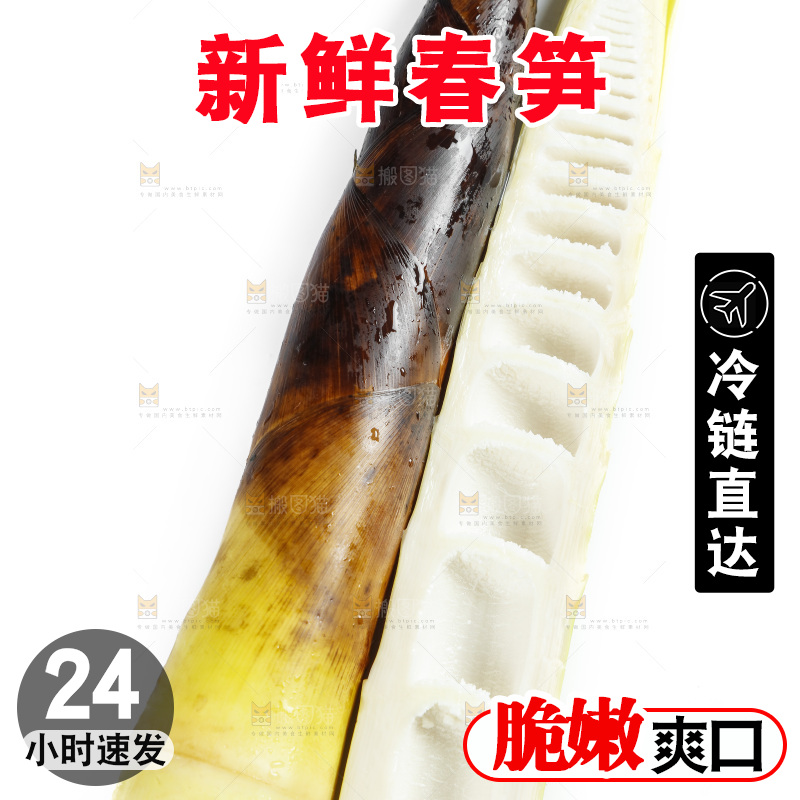新鲜野生竹笋放在白底上