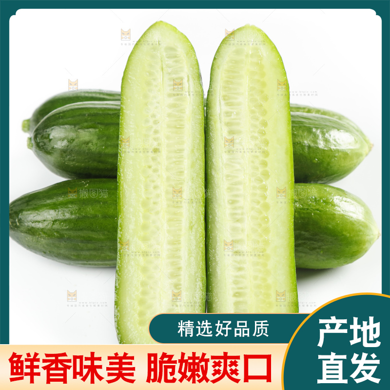 新鲜的山东小青瓜放在白底上
