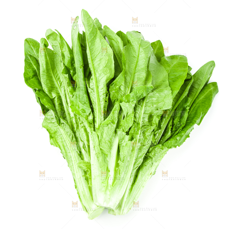 白底上的嫩油麦菜