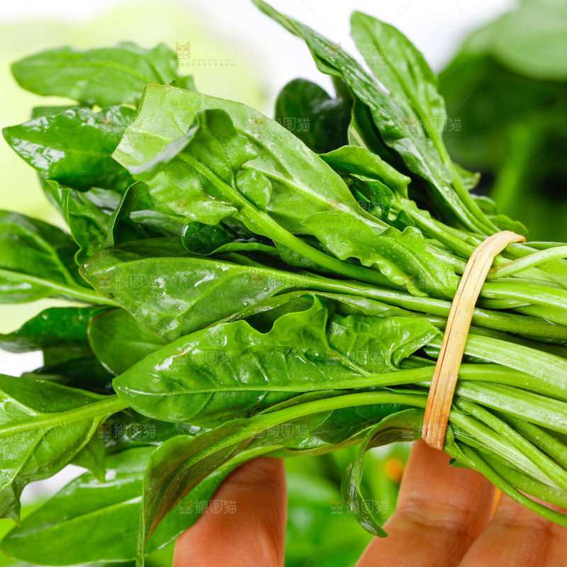 手里拿着一捆新鲜的菠菜