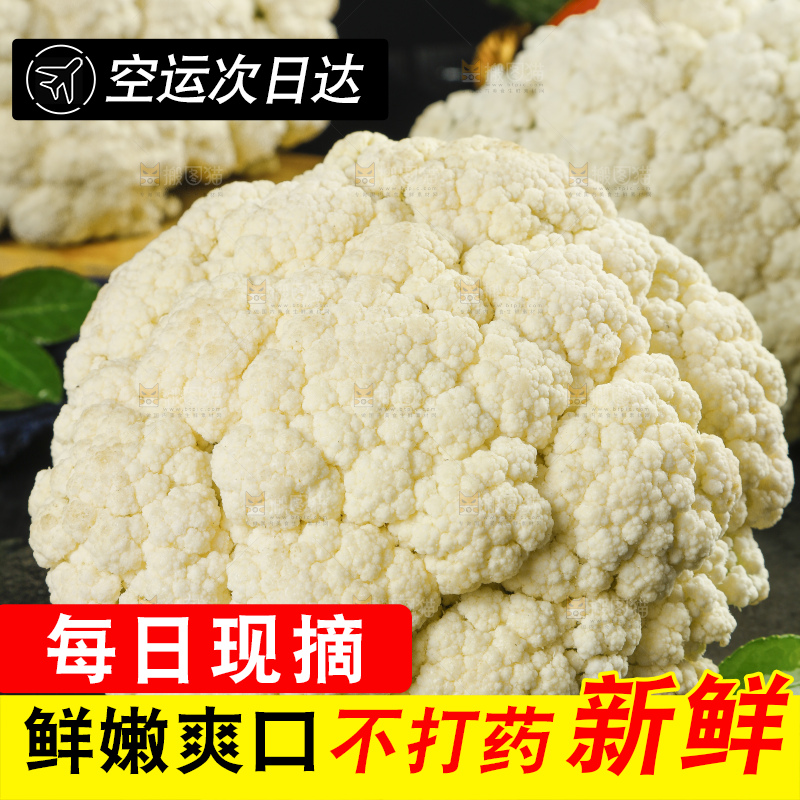 黑底上的山东新鲜白菜花