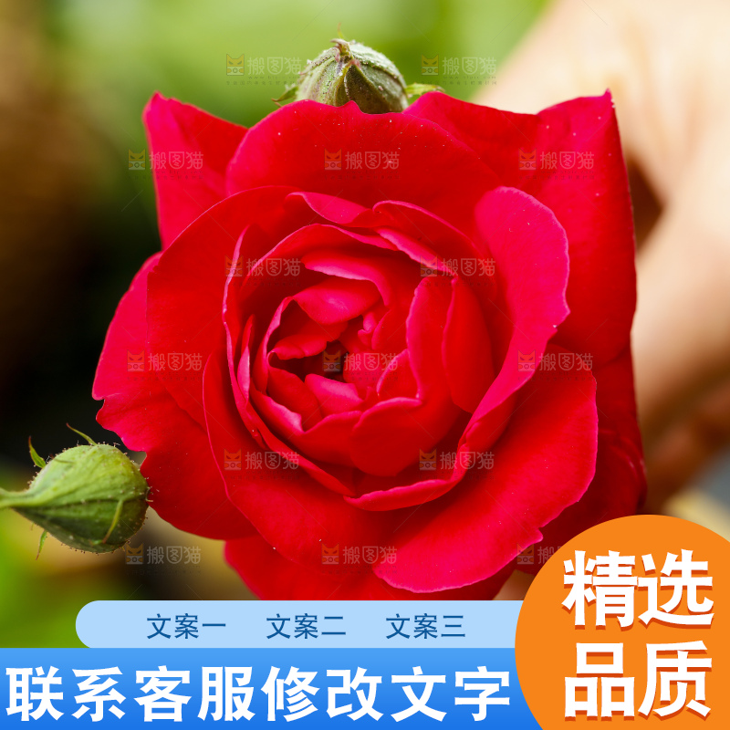 一朵红色玫瑰花