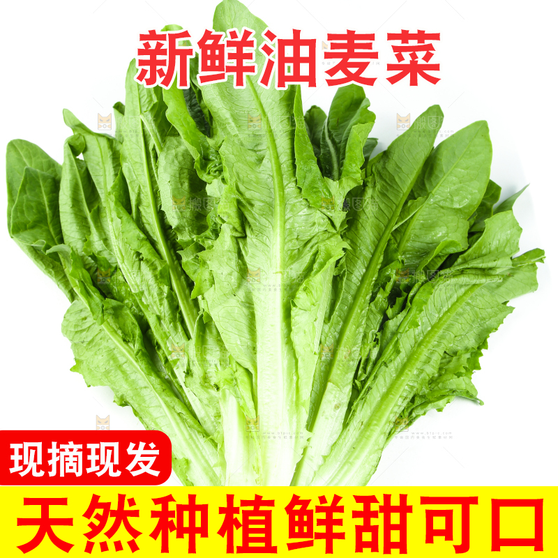 白底上摆放着油麦菜