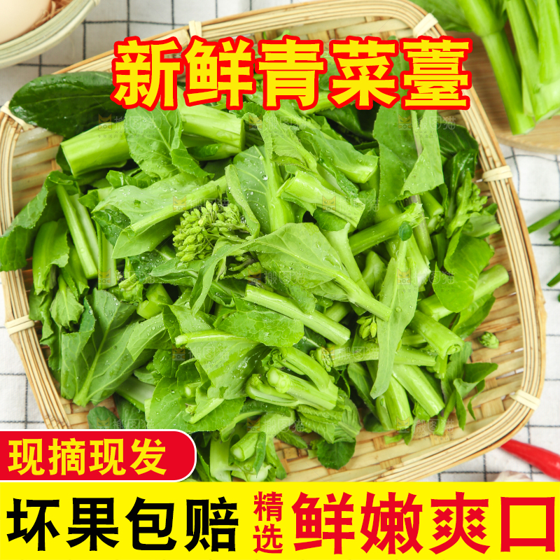 格子底上的广东菜心