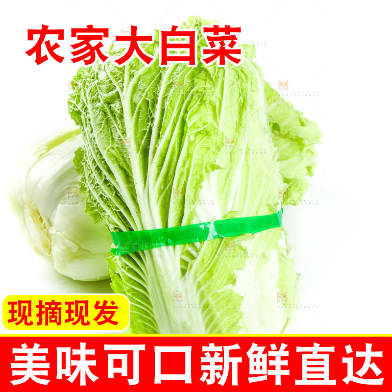 白底上放着大白菜