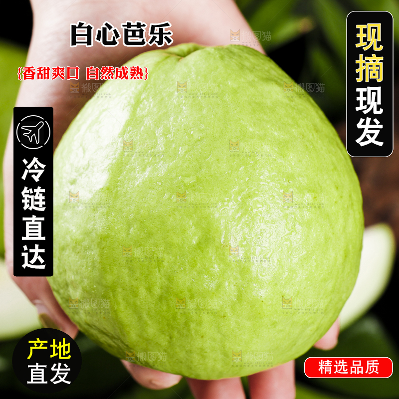 手里的白心芭乐