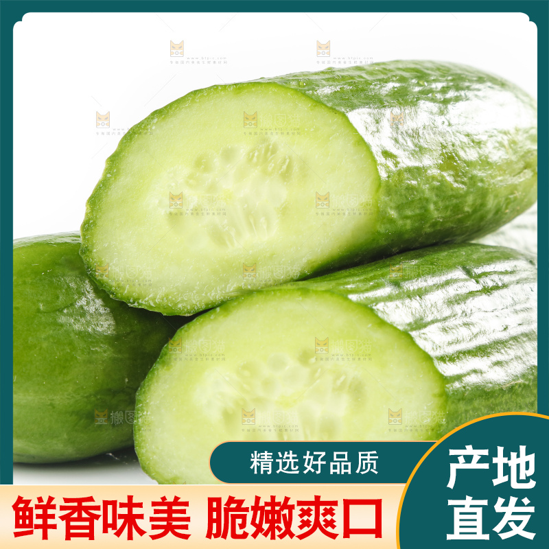 新鲜的山东小青瓜放在白底上