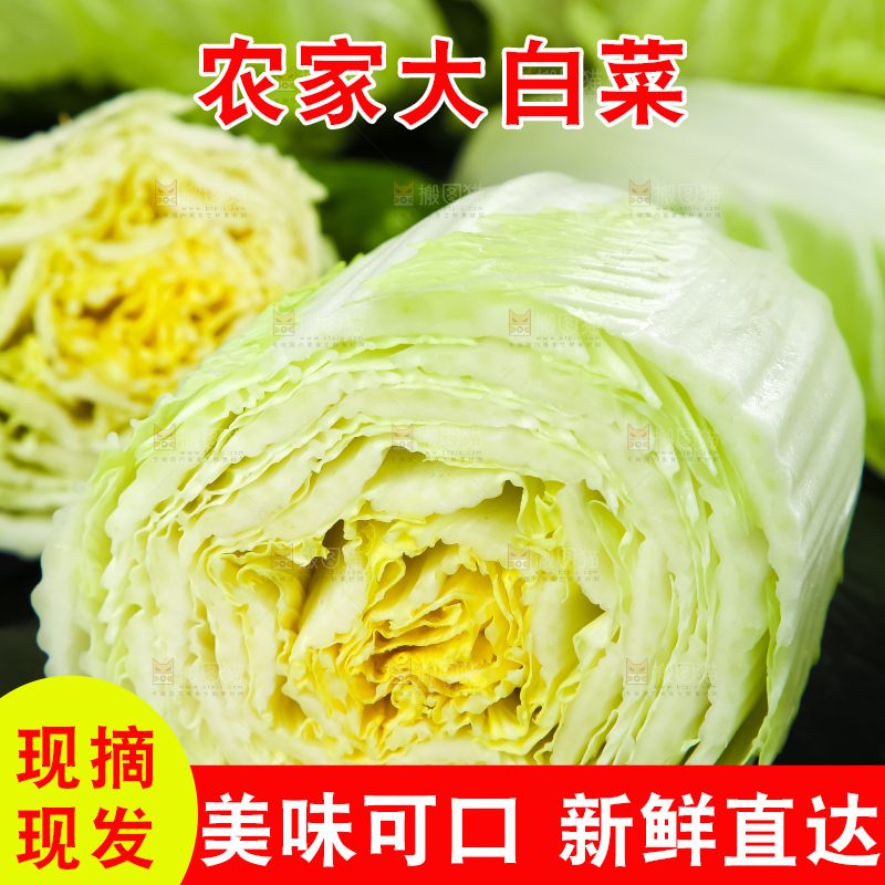 黑底上放着大白菜