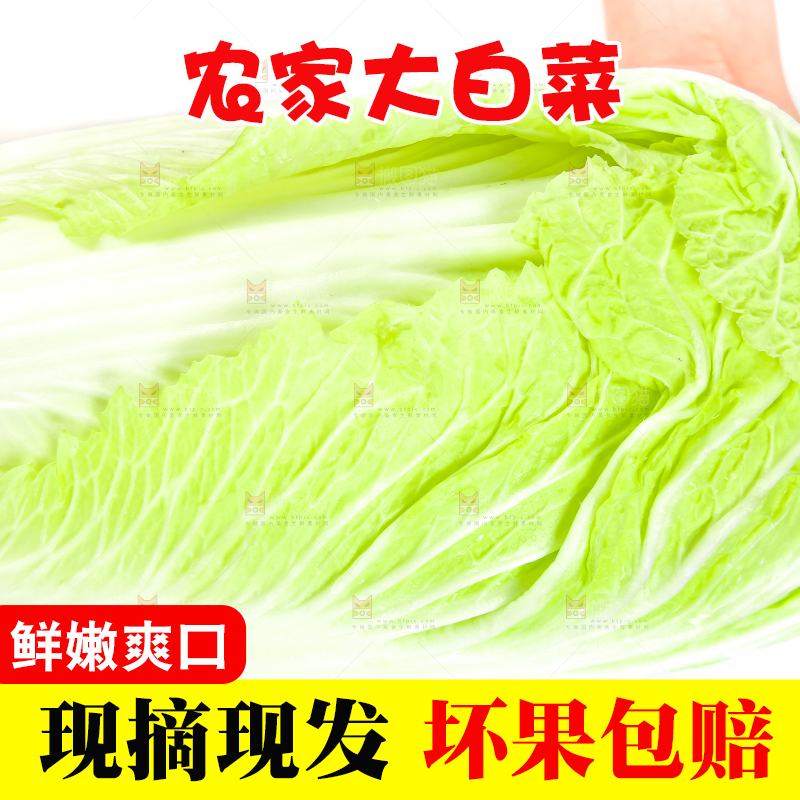 手里拿着山东大白菜