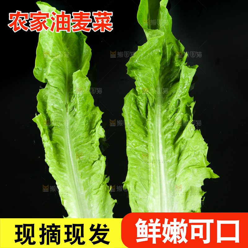 黑底上的油麦菜