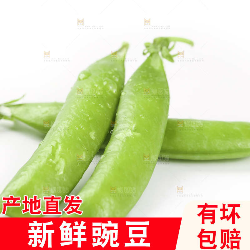 白底上的豌豆荚