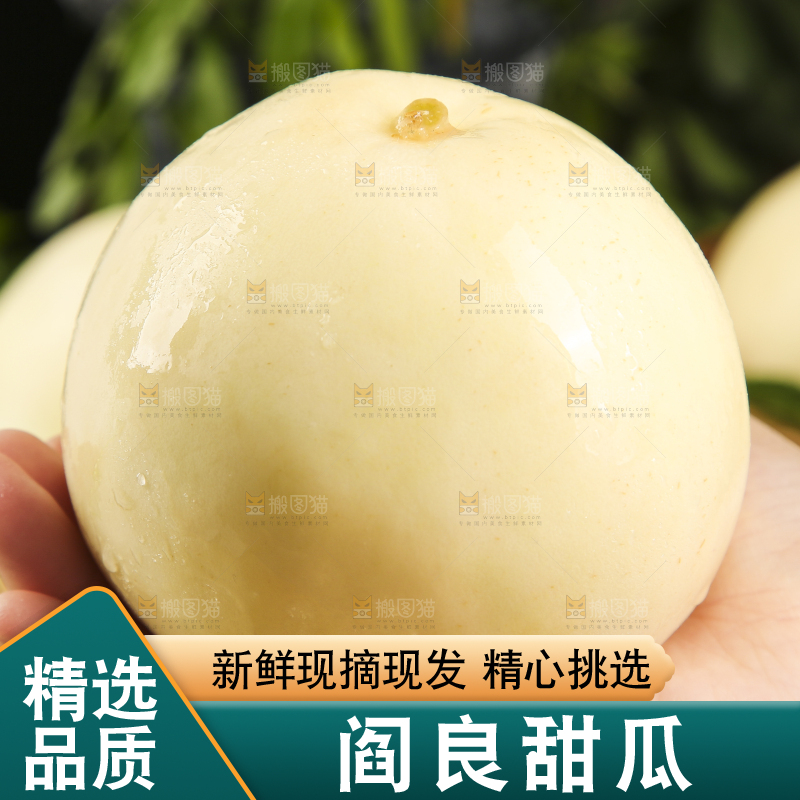 手里捧着陕西阎良甜瓜