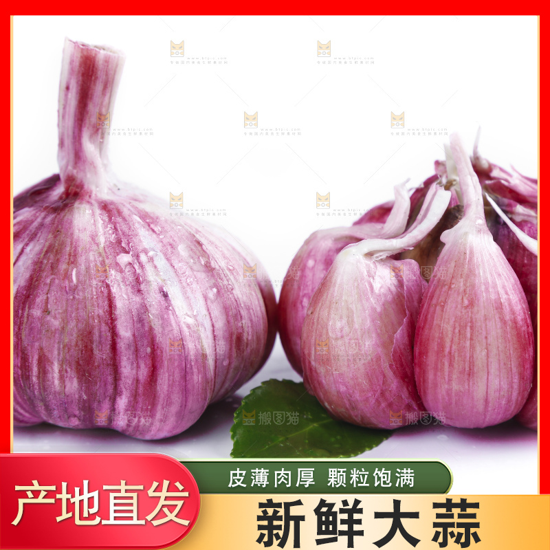 白底上放着新鲜的云南紫皮大蒜