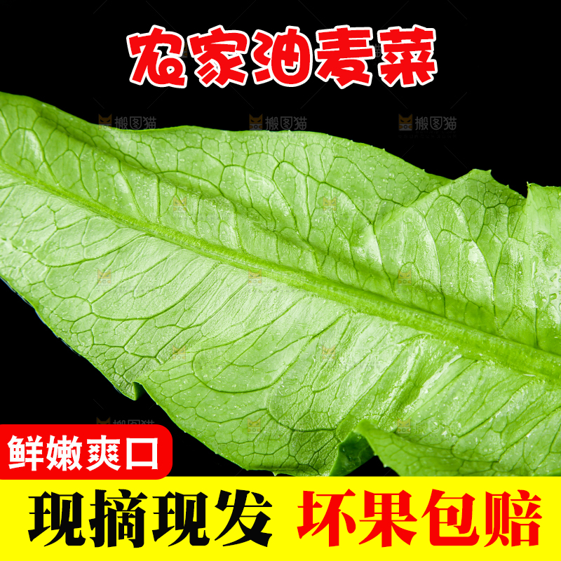 黑底上的油麦菜