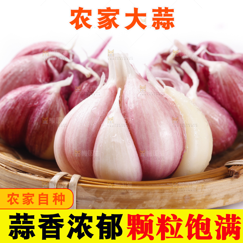 一筐云南新鲜紫皮大蒜放在白底上