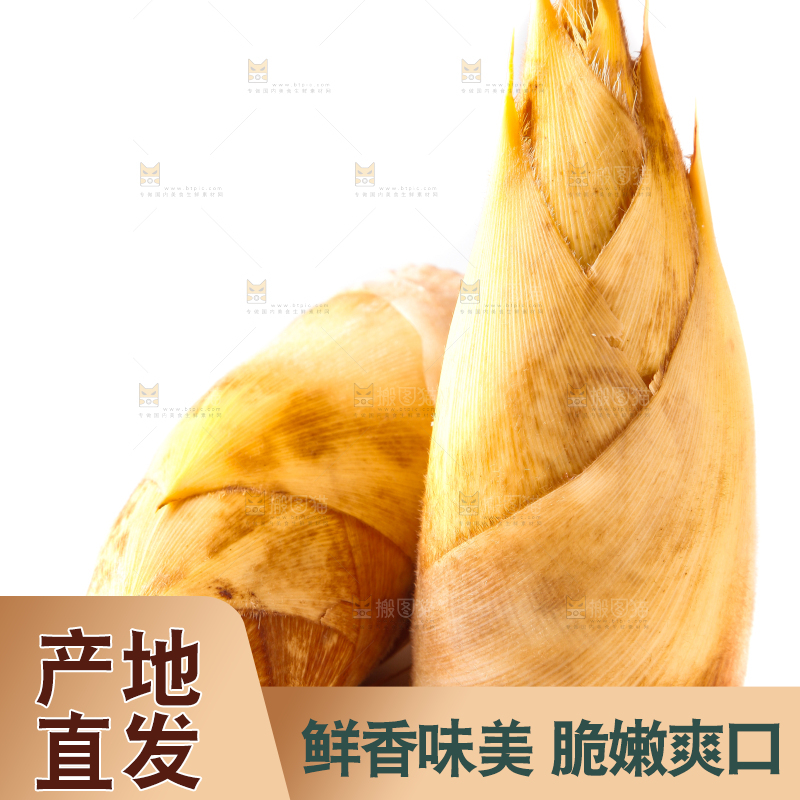 白底上摆放着冬笋