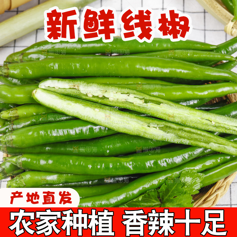 篮子里堆放着青线椒