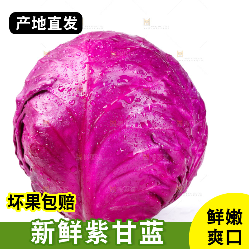 白底上的紫甘蓝