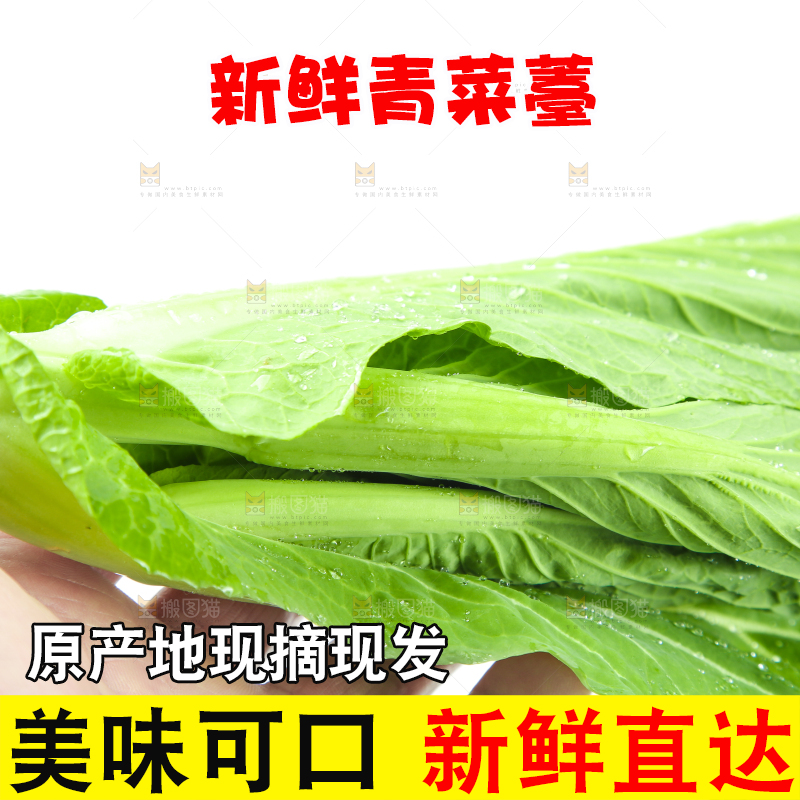 手里拿着新鲜菜心