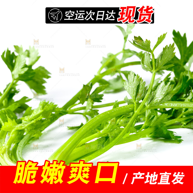白底上的小芹菜