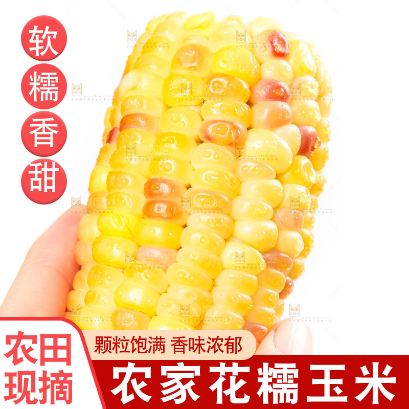 手里拿着切块的广西花糯玉米