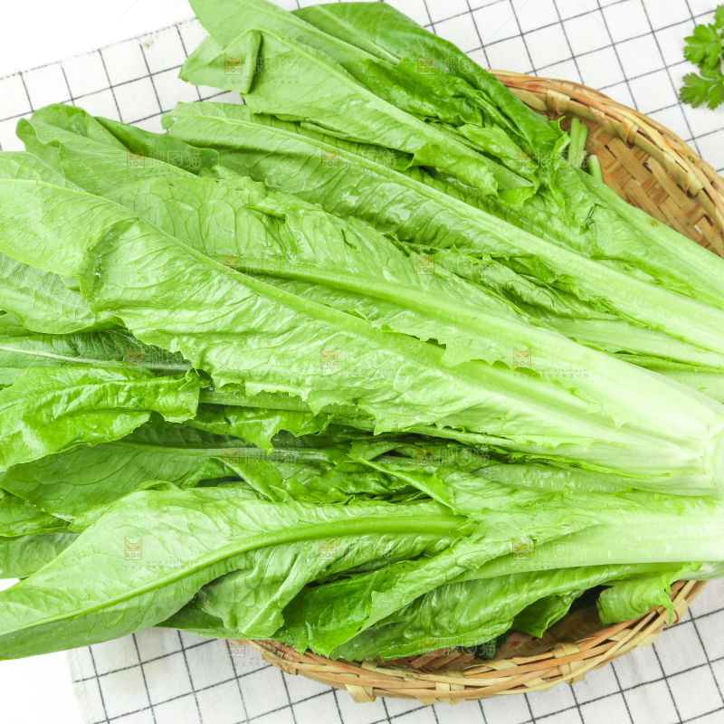 格子底上放着油麦菜